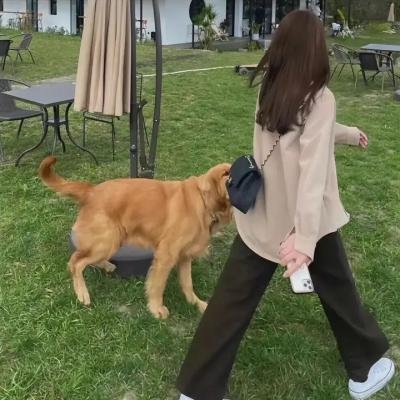 艳阳春水惊鸿
